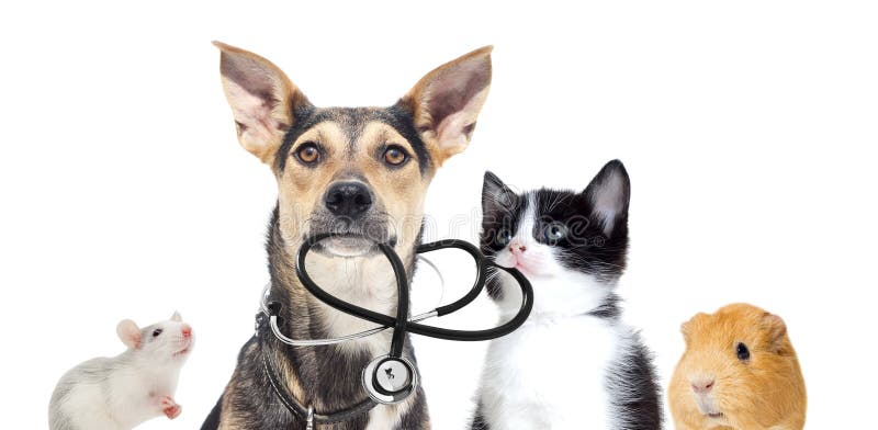 Animaux familiers et un stéthoscope photographie stock libre de droits Animaux familiers et un stéthoscope photographie stock libre de droits