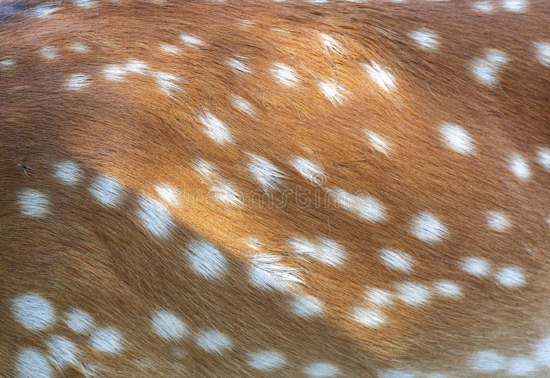 Animaux - fond d'abrégé sur cervus de cerfs communs de sika de peau photo libre de droits Animaux - fond d'abrégé sur cervus de cerfs communs de sika de peau photo libre de droits
