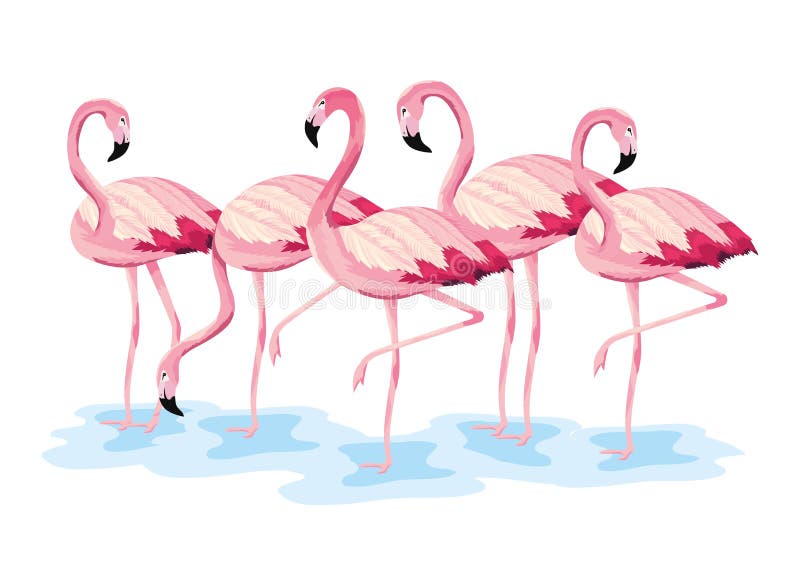 Animaux sauvages exotiques de flamants tropicaux illustration de vecteur Animaux sauvages exotiques de flamants tropicaux illustration de vecteur