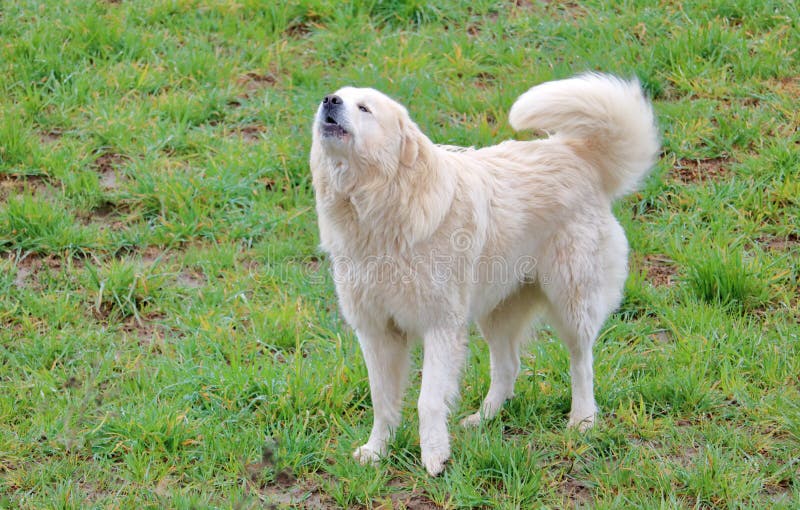 Full animated side profile view of a Great Pyrenees or Pyrs that is a  mellow companion and vigilant guardian of home and family. Full animated side profile view of a Great Pyrenees or Pyrs that is a  mellow companion and vigilant guardian of home and family.