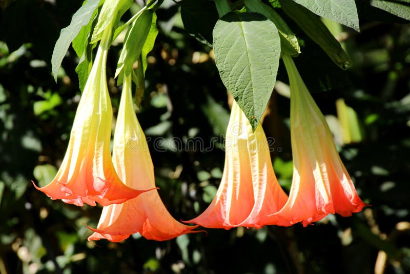 Anioł trąbki, Brugmansia, datura kwiat zdjęcie stock Anioł trąbki, Brugmansia, datura kwiat zdjęcie stock