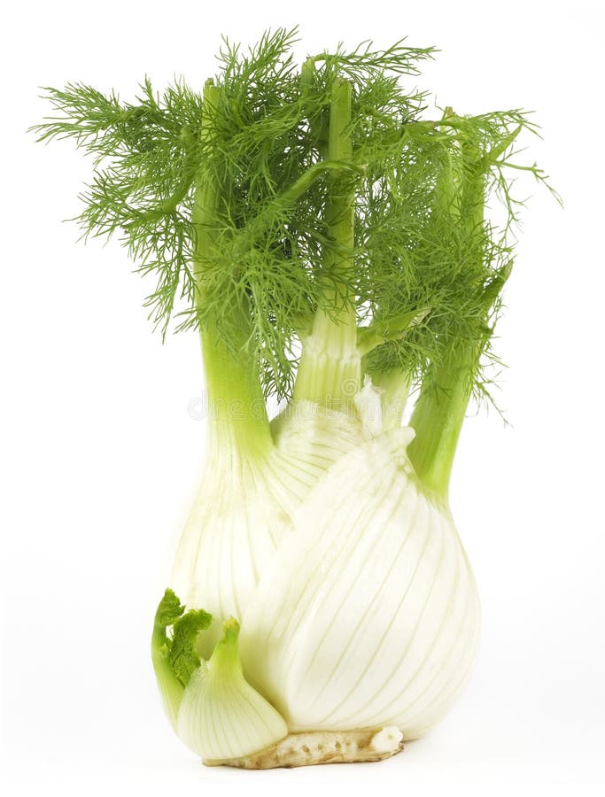 Anise fennel plant isolated on white background