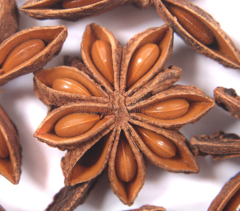 Japanese Star Anise (Illicium Stock Photo Image of shikimi, green