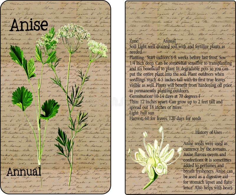 Anise Vintage Seed Packet immagini stock libere da diritti Anise Vintage Seed Packet immagini stock libere da diritti