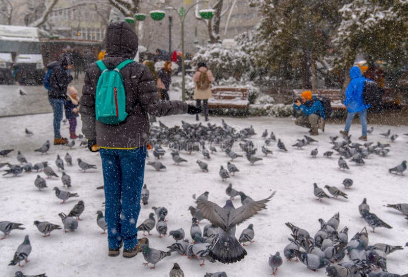 Ankara/Turkiet-December 06 2018: Parkerar det matande duvor för folk och tafotoet av duvor i Kugulu arkivfoton Ankara/Turkiet-December 06 2018: Parkerar det matande duvor för folk och tafotoet av duvor i Kugulu arkivfoton