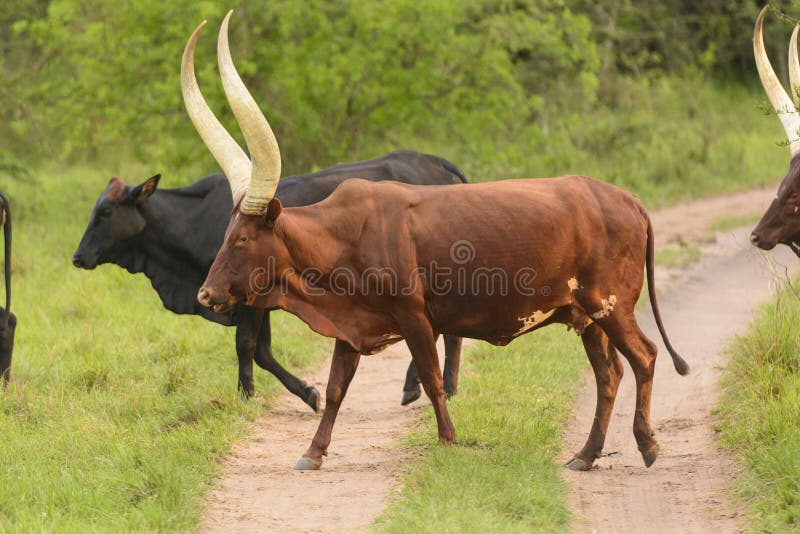 Ankole Cattle Crossing a Rural Road Stock Photo Image of dramatic