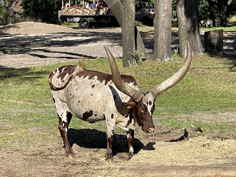 Ankole Cattle at Disney`s Animal Kingdom, Orlando Florida