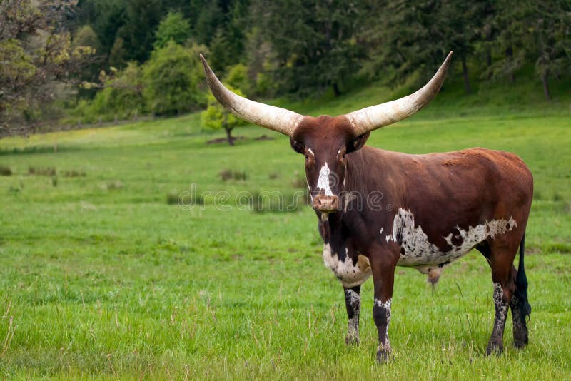 Ankole Watusi Longhorn cow in green pasture