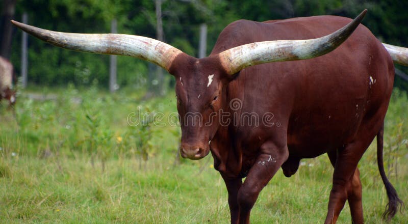 Ankole-Watusi is a modern American breed of domestic cattle. It derives from the Ankole group of Sanga cattle breeds of central Africa. It is characterized by very large horns.