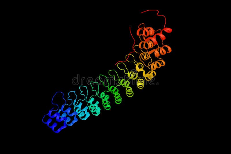 Ankyrin R, a member of ankyrins, a family of adaptor proteins th