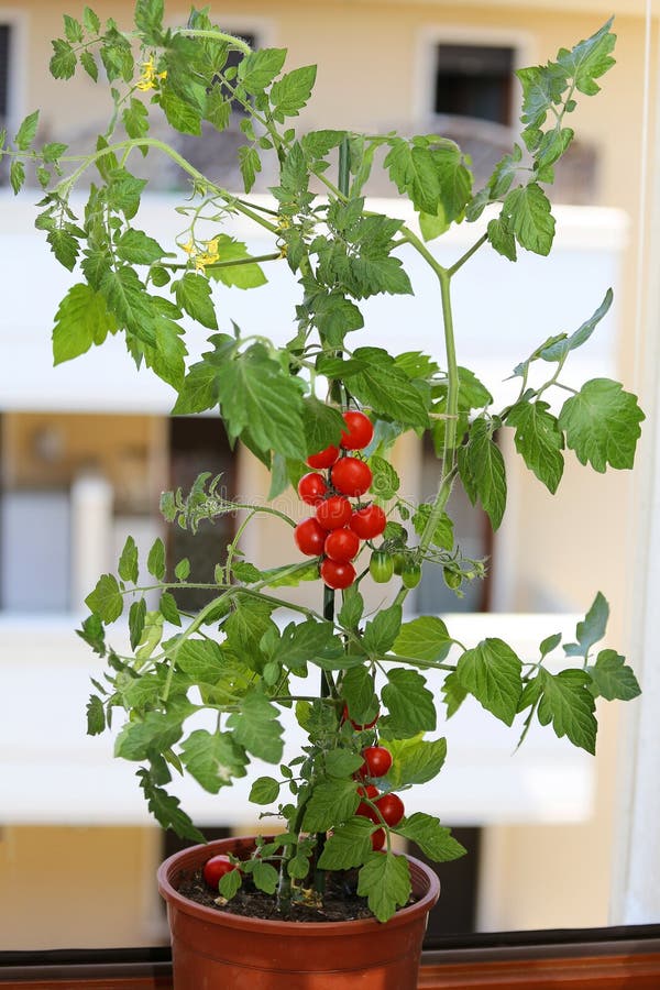 Rote Tomaten in Den Töpfen Auf Dem Balkon Der Terrasse Eines Hauses