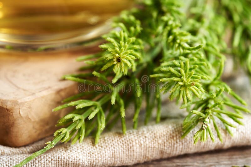 Anläggning för färsk horsetail med en kopp örtte i bakgrunden. medicinalört arkivfoton
