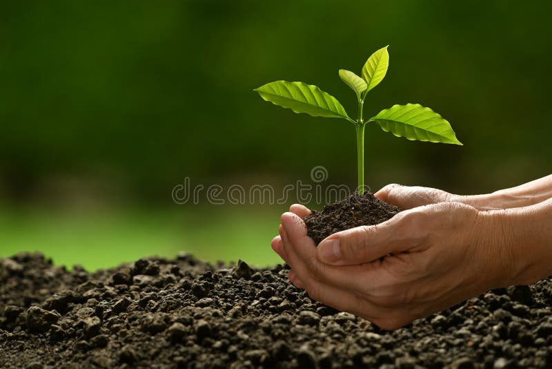 Hands holding and caring for a green young plant on nature background. Hands holding and caring for a green young plant on nature background