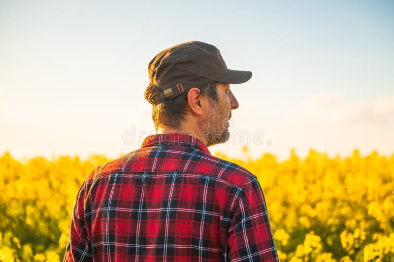 Anläggningsarbetare som ser över blomning på kanolarapsfält under våren arkivfoton
