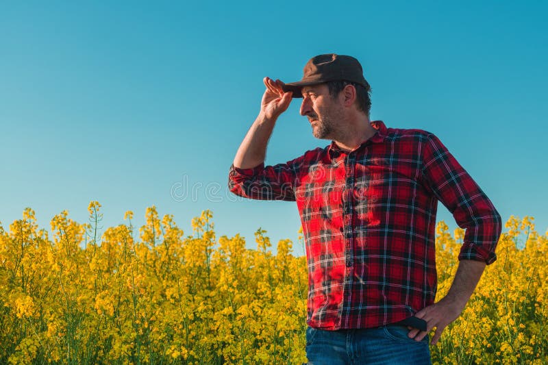Anläggningsarbetare som ser över blomningen i kanolarapsfält under våren arkivfoton
