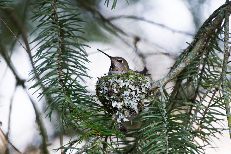 Anna het Nest van de Kolibrie stock afbeeldingen Anna het Nest van de Kolibrie stock afbeeldingen
