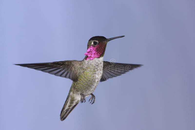 Anna's Hummingbird royalty free stock images