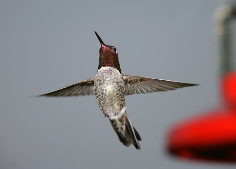 Anna's Hummingbird royalty free stock photo