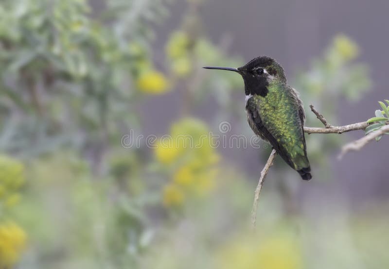 Anna ` s Hummingbird fotografia stock Anna ` s Hummingbird fotografia stock