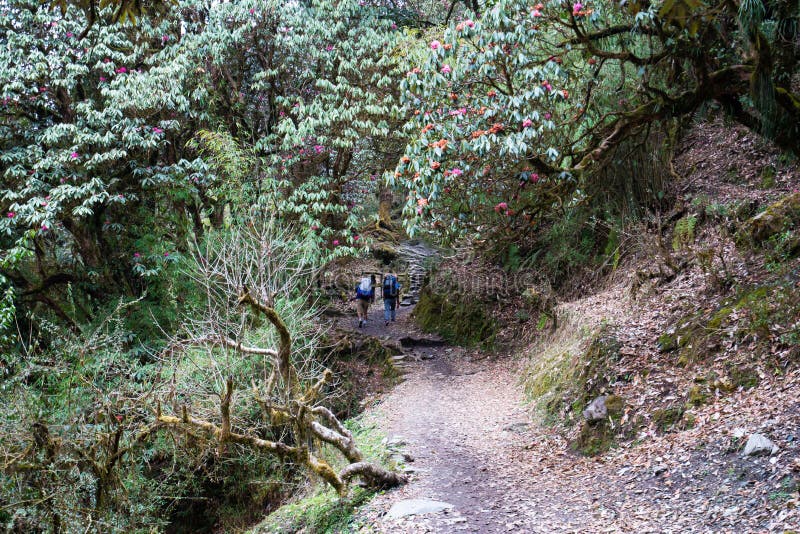 Annapurna Base Camp Trekking the spectacular trekking trails in Nepal royalty free stock photos