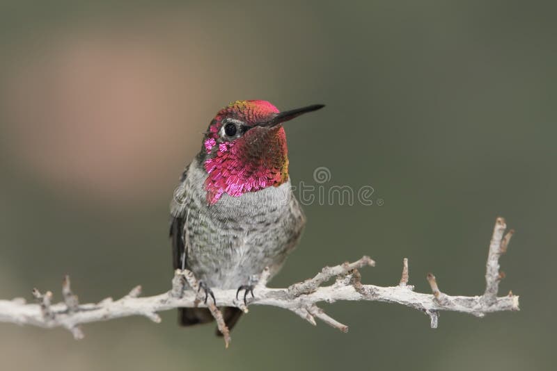 Annas Hummingbird (Calypte anna) stock images