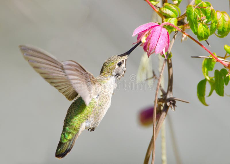 Annas Hummingbird Feeding On Clematis Vine Flowers Stock Image Image