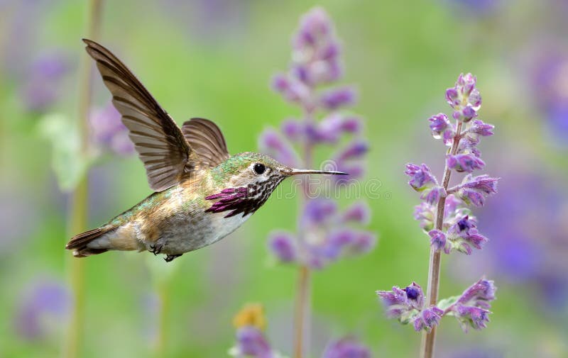 Annas kolibri i flykten med purpurfärgade lavendelblommor fotografering för bildbyråer Annas kolibri i flykten med purpurfärgade lavendelblommor fotografering för bildbyråer