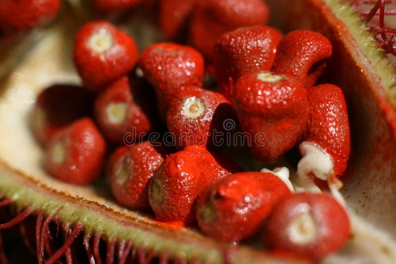 Annato - Spice Tour, Zanzibar royalty free stock images Annato - Spice Tour, Zanzibar royalty free stock images