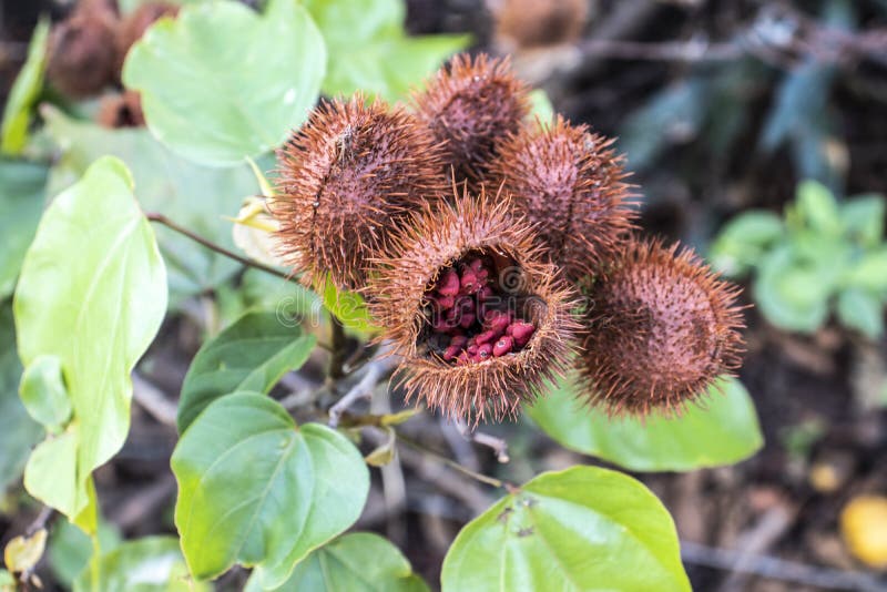 Achiote Fruits Stock Photos - Free & Royalty-Free Stock Photos from ...