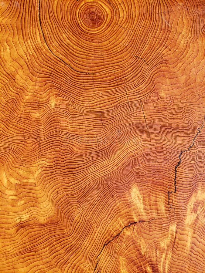 Anneaux d'année de coupe d'arbre image stock Anneaux d'année de coupe d'arbre image stock