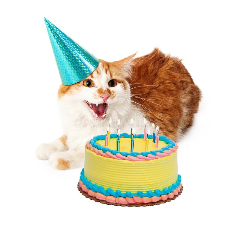 Anniversaire fol drôle Cat With Cake photo stock Anniversaire fol drôle Cat With Cake photo stock