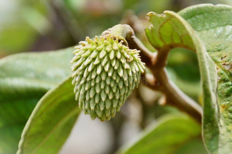 Annona Crassiflora Young Fruit Details Stock Photo - Image of ...