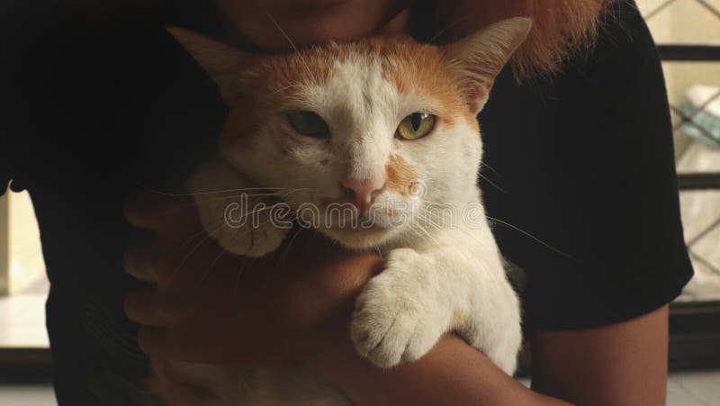 Annoyed Cat Angry Face Portrait Disgruntled Pet Evil Looking Concept Stock  Photo by ©LeonidSorokin 203880624