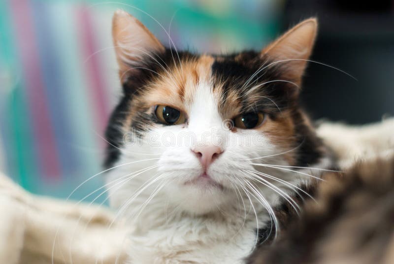 Annoyed cat portrait stock photography