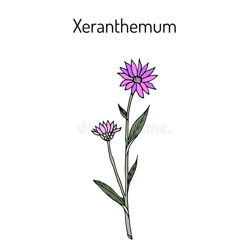 Annual Everlasting or Immortelle Xeranthemum Annuum , Flower Plant ...