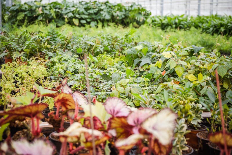 Annual Flower Seedlings in the Modern Greenhouse in Spring Stock Image