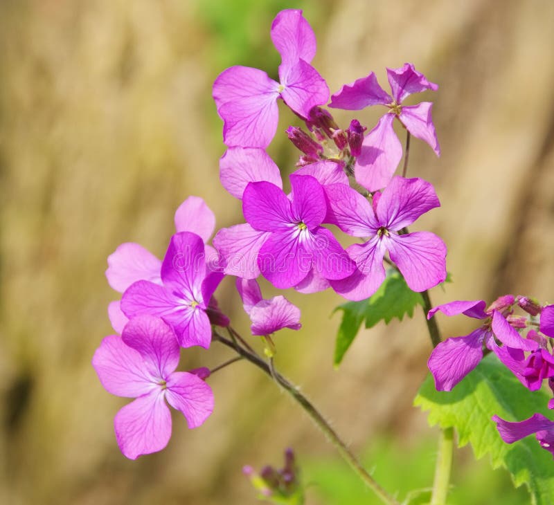 Annual Honesty (Lunaria Annula) Stock Image Image of purple, annual