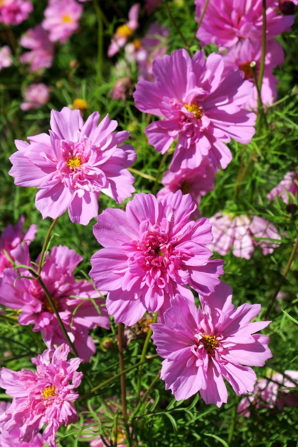 Cosmos bipinnatus - Rose Bonbon