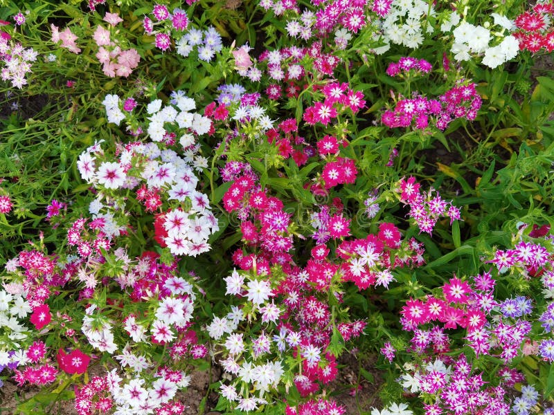 Annual Phlox is an Annual, Growing from Seed Each Year. the Branches