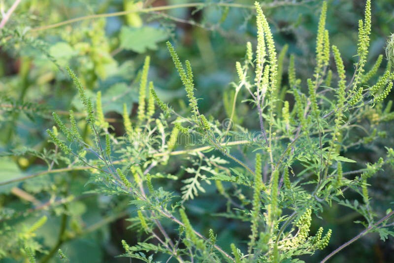 Annual Ragweed in Bloom Closeup View with Selective Focus on