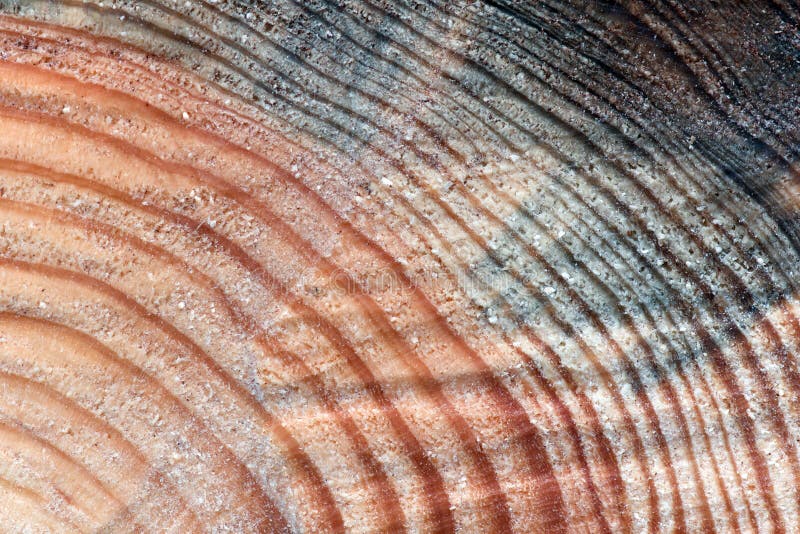Annual rings stock photo. Image of stump, history, close 12200474