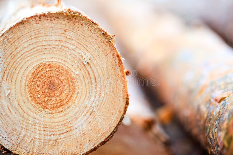 Annual rings on sawn pine tree timber wood