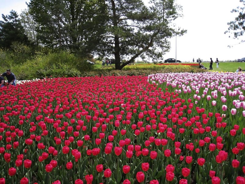 Canadian Tulip Festival, Ottawa Purple Elegance and Greig s Tulip Field Toronto