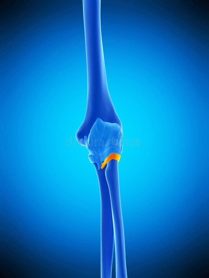 The annular ligament vector illustration