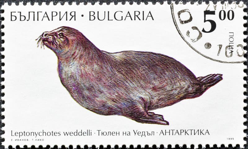 Cancelled postage stamp printed by Bulgaria, that shows Antarctic animal - Weddell Seal Leptonychotes weddellii, circa 1995. Cancelled postage stamp printed by Bulgaria, that shows Antarctic animal - Weddell Seal Leptonychotes weddellii, circa 1995.