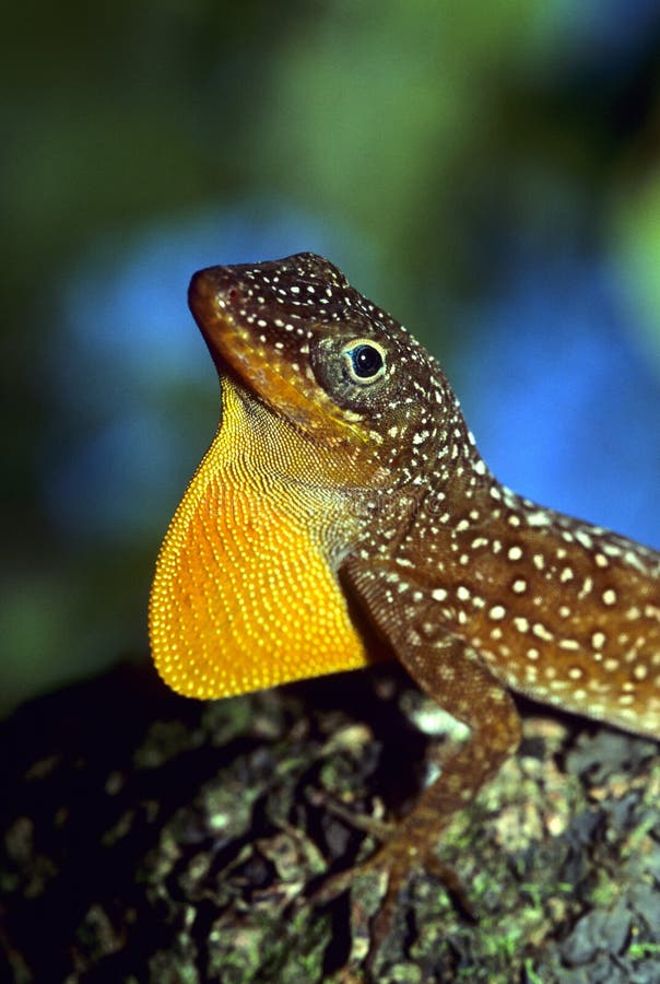 Anole