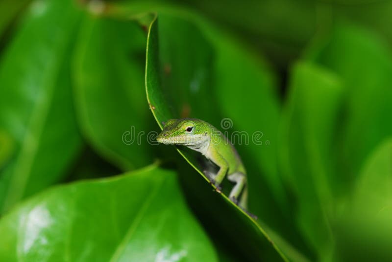 Anole lizard in Hawaii royalty free stock photos