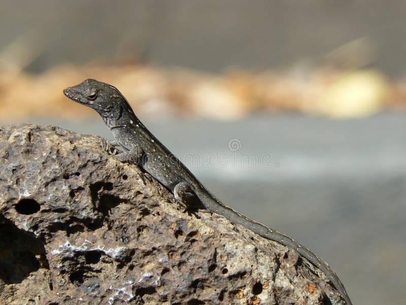 Anolis sagrei lizenzfreie stockfotografie Anolis sagrei lizenzfreie stockfotografie
