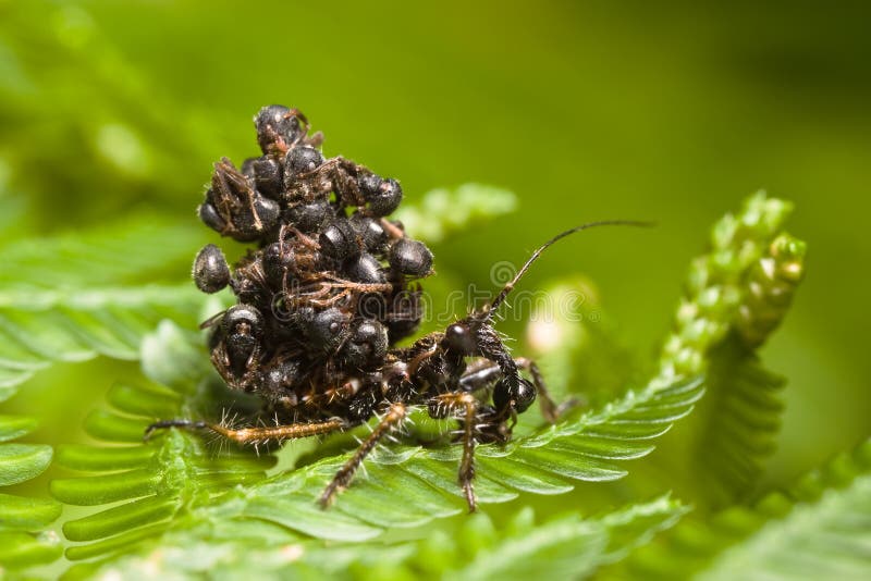 Juvenile assassin bug carrying ants. Juvenile assassin bug carrying ants