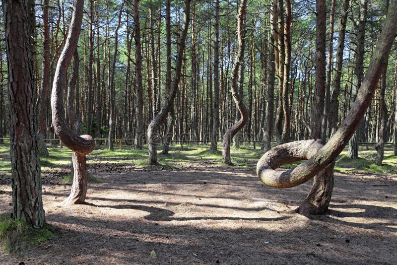 Russia, Kaliningrad region, the Curonian spit, bent trees in natural anomaly Dancing forest. Russia, Kaliningrad region, the Curonian spit, bent trees in natural anomaly Dancing forest